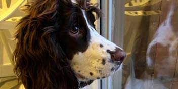 Assistance dog for individuals with hearing impairments