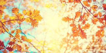 Autumn leaves in warm sunlight against a bright blue sky.