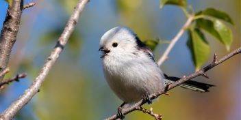 White long-tailed tit perched on a branch in a natural setting.