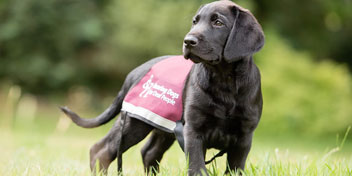 Hearing dog puppy wearing a red training coat standing on grass.