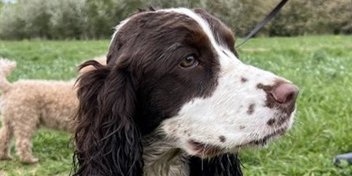 Hearing assistance dog with a white and brown coat standing on a grassy field.