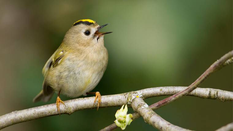 Singing goldcrest perched on a branch during a dawn chorus.