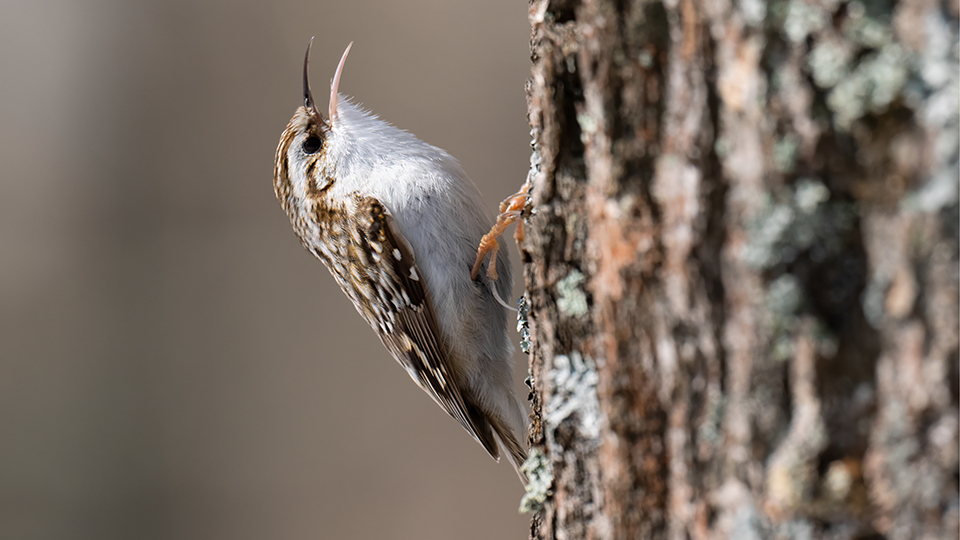A brown creeper bird clings vertically to a lichen-covered tree trunk, its beak open as if calling, against a softly blurred natural background.
