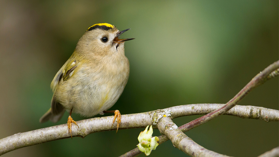 A small goldcrest bird chirps while perched on a thin, leafless branch, surrounded by soft, blurred green foliage in a natural outdoor setting.