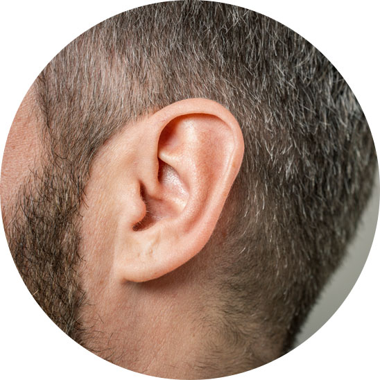 close-up of a healthy adult male outer ear