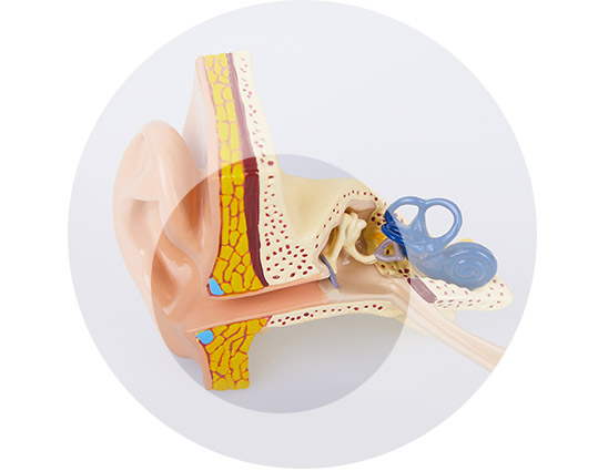 Illustration d’une oreille