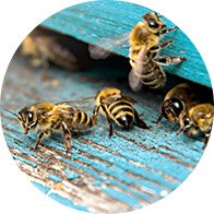 Abeilles près d’une ruche en bois bleu.