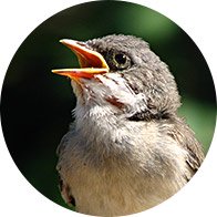 Chant d’un oiseau.